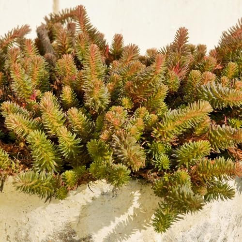 Sedum 'Chocolate Ball'. Plug Plant x 4. Evergreen Stonecrop, Ideal for rockeries. Bronze Foliage. Available from Bedwen Plants