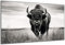 DARO Design - Wand-Bild auf 6mm HDF 84x56 cm Bison schwarz weiß - Wand-Deko Bilder Geschenk