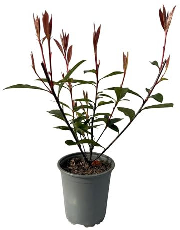 Glanzmispel - Photinia fraseri Carre Rouge - Heckenpflanzen - Rot Grünes Blatt - 8 Pflanzen - 1 laufender Meter - immergrün - Topf 9cm Höhe 30-35cm