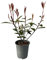 Glanzmispel - Photinia fraseri Carre Rouge - Heckenpflanzen - Rot Grünes Blatt - 8 Pflanzen - 1 laufender Meter - immergrün - Topf 9cm Höhe 30-35cm