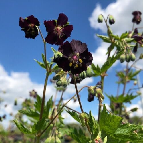 100 semi di geranio nero