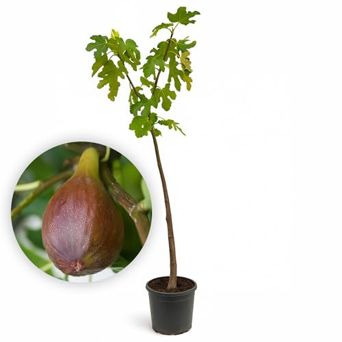 LEMON FLOWERS – Winterharter Feigenbaum 'Longue d'Aout' 160cm-170cm – Echte Feige – Ficus Carica – Feigenbaum selbstbefruchtend – Winterhart bis -21°C – Fig tree
