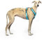 Reflektierendes Hundegeschirr in Y-Form, ideal für Lebreles: Italienischer Windhund, Whippet, Windhund, Podenco - sicher, atmungsaktiv und langlebig, perfekt zum Training und Laufen, Himmelblau, L