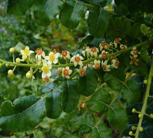 10 Stück frische Boswellia Sacra-Baumsamen