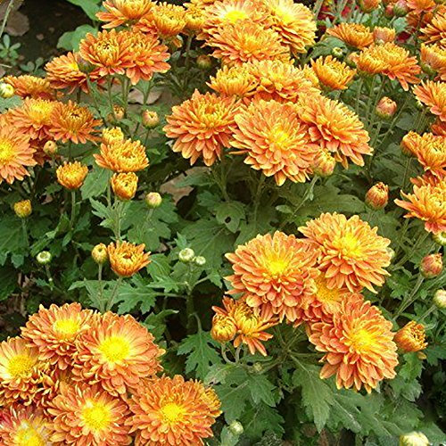Orange: 100 Stück bodendeckende Chrysanthemensamen, Hausgarten, Hof, Blumendekoration, wunderbare Gartengeschenke