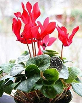 ! Promozione Rosso Ciclamino Fiore perenne Piante da Fiore Cyclamen vegetali per DIY Si dirigono Il Giardino, 100 pz/sac: 15:Grani