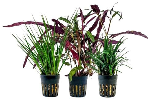 AquaOne Terrarium Pflanzen I 3X Terrarienpflanzen I Lebende Paludariumpflanzen I Acorus gramineus Hemygraphis Exotica Ophiopogon Kyoto I Regenwald Terrascaping