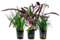 AquaOne Terrarium Pflanzen I 3X Terrarienpflanzen I Lebende Paludariumpflanzen I Acorus gramineus Hemygraphis Exotica Ophiopogon Kyoto I Regenwald Terrascaping