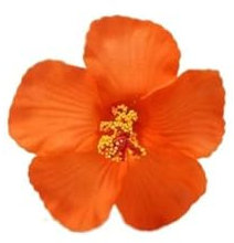 Pinces à cheveux en forme de fleur pour femme, style île bohème, fleurs artificielles pour vacances, fête à la plage, orange