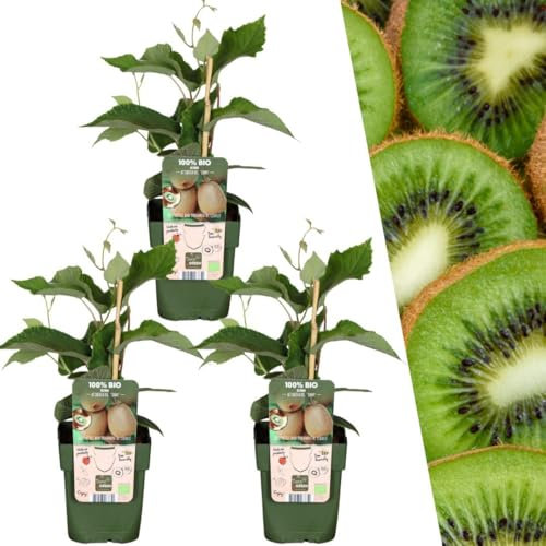 Plants by Frank 3 baies de kiwi, plantes fruitières 100% biologiques, kiwi, plantes de jardin, résistantes à l'hiver