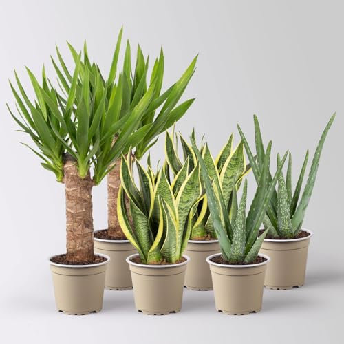 Grünpflanzen-Set Guter Schlaf trockentolerant, Topf-Ø 12 cm, 6 Pflanzen