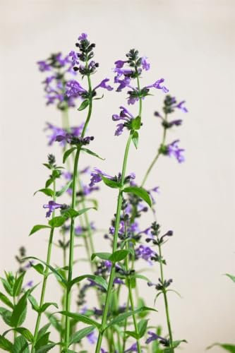 Nepeta sibirica ca. 9x9 cm Topf - Sibirische Katzenminze, blaue Blüten, Blütezeit Juni-August, bienenfreundlich, ideal für Rabatten, pflegeleicht