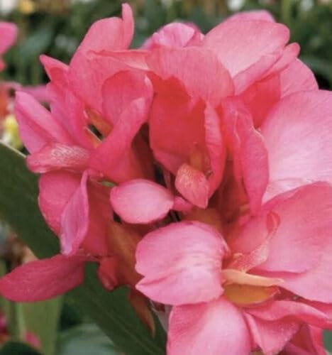20 graines de fleurs de lys Canna fraîches