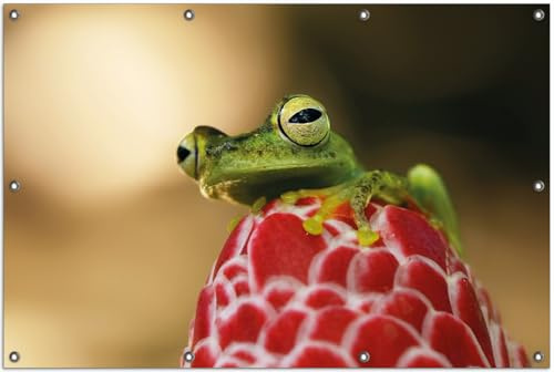 Wallario Outdoor-Poster für Garten oder Balkon Frosch sitzt auf Einer Knospe, Motivbanner Größe: ca. 100 x 150 cm, Outdoor-Bild