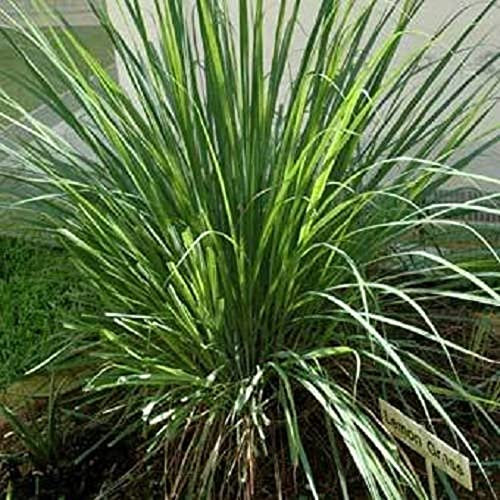 Lemongrass Seeds – East Indian Cymbopogon Flexuosus - Ornamental Grass Perennial Herb Seeds.