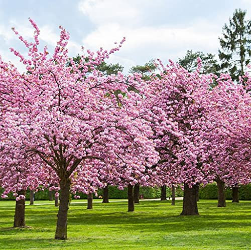 Aamish Albero di Sakura in fiore di ciliegio giapponese da 20 pezzi