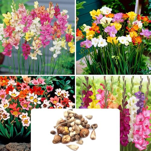 35-Piece Garden Bulb Collection – Ixia Corn Lily, Freesia Single, Gladiolus Grandiflora & Sparaxis Tricolour – Perennial Summer Flowers – Ideal for UK Garden Conditions