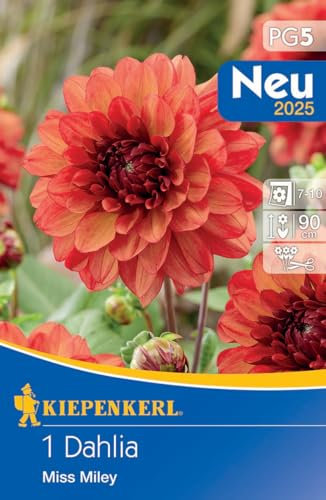 Kiepenkerl Dekorative Dahlie Missis Miley 721524 - Dahlienknollen für prachtvolle Blumenwiese - Ideal als Schnittblume - Blumenzwiebeln, Dahlien Knollen