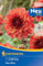 Kiepenkerl Dekorative Dahlie Missis Miley 721524 - Dahlienknollen für prachtvolle Blumenwiese - Ideal als Schnittblume - Blumenzwiebeln, Dahlien Knollen