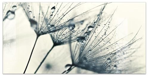 timalo Küchenbild aus Acrylglas modernes Wandbild Glasbild Deko Küche XXL Acryl-Bild wie Glas | 100x50cm Löwenzahn Regen Pusteblumen