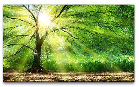 Bilder XXL Baum mit Sonnenstrahlen im Winter 120x70cm Wandbild auf Leinwand