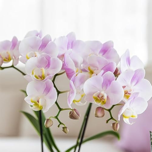 Orchidea rosa - Portogallo - Phalaenopsis | 2 pezzi - 25-45cm - Ø9cm - Pianta d'appartamento - Orchidee