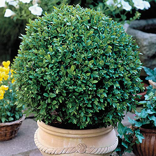 Bosso, Buxus sempervirens, semi, (Hardy Evergreen, Potato, Siepe, Bonsai) (30)