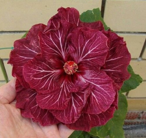 10 Rare Doppel Dark Pink Hibiscus Samen Riesen Teller-Blumen-Garten Exotische