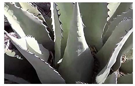 Stk - 10x Agave havardiana Chisos Sukkulent Garten Pflanzen - Samen B1883 - Seeds & Plants Shop by Ipsa