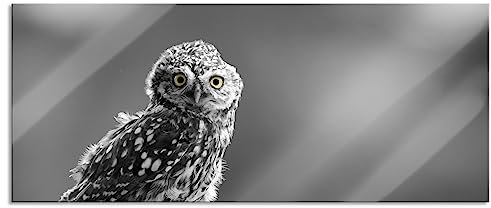Pixxprint Glasbild Panorama, Wandbild aus Echtglas, lustige Eule auf Baumstumpf, 100x40 cm, inkl. Aufhängung und Abstandshalter
