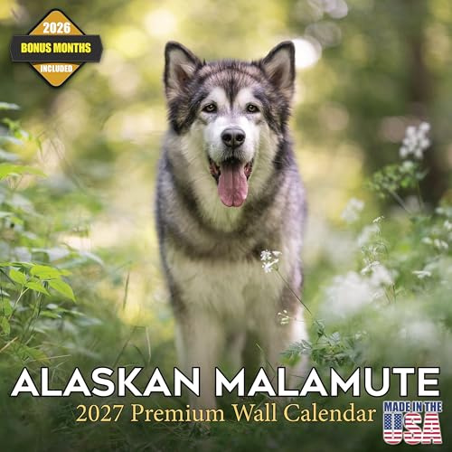 Alaskan Malamute Kalender 2025 2026 – Monatlicher Wandkalender für Hunderassen – 30,5 x 61 cm geöffnet – dickes Papier ohne Auslaufen – Geschenk – akademischer Lehrerplaner Kalender Organisieren und
