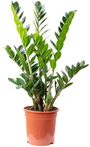 Plume porte-bonheur Plante d'intérieur facile d'entretien Zamioculcas zamiifolia 9+ Hauteur 90 cm, diamètre du pot 21 cm