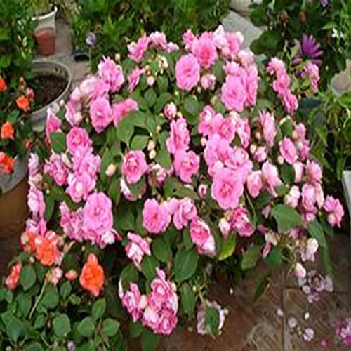Saterkali Pelargonium-Samen, 100 Stück Pelargonium-Samen, Geranien-Blumengarten, Balkon, Bonsai-Topfpflanzen-Dekor Rosa