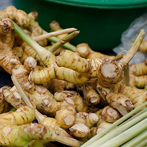 10 pcs galgant samen, Alpinia officinarum, kräuter pflanzen, seed Galgantwurzel gemüsepflanzen, hochbeete für garten alte gemüsesorten samen, kräutergarten geschenke garten, alte sorten