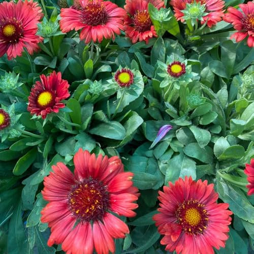 200 piezas Semillas de Gaillardia, Gaillardia Pulchella, semillas orgánicas prado de flores flores silvestres Flores de escarapela Gaillardia, semillas de jardín semillas semillas