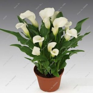 SEMI -100 Stück Calla-Lilie halb, seltene Blumen, Fiori-Kamera-Rhizom Zantedeschia aethiopica, Palme für den heimischen Garten