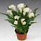 SEMI -100 Stück Calla-Lilie halb, seltene Blumen, Fiori-Kamera-Rhizom Zantedeschia aethiopica, Palme für den heimischen Garten