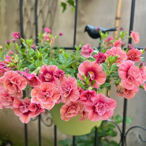Zauberglöckchen samen (Calibrachoa elegans), blumen garten，pflanzen für draußen samen anzucht，fensterbank deko winterharte pflanzen für garten，indoor garten pflanzentopf，blumen zum 500pcs