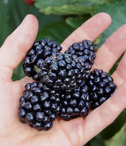 BALDUR Garten 1x Brombeere 'Montblanc®', Pflanze im 1,5 Liter Containertopf
