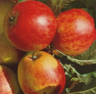 Apfelbaum James Grieve Apfel James Grieve - Malus James Grieve Containerware / 120-160 cm hoch Apfelbaum kaufen