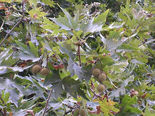 5 Samen von Platanus Orientalis Orientalische Platane Baum