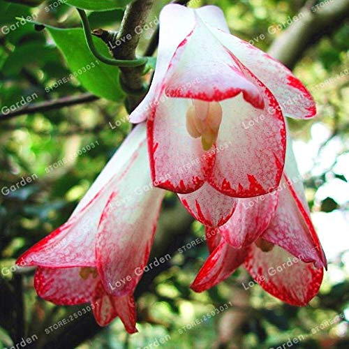 Kerze im Glas, Anker, 2er, Wachs in hellblau und dunkelblau, ca. H 8 cm D 7cm