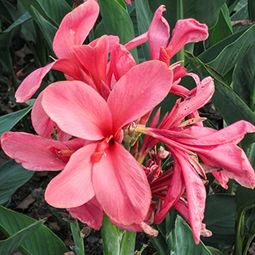 Canna-Lilien-Zwiebeln – 2 Stück – Canna Indica – Blumenzwiebeln – die ideale Dekoration für den Außenbereich. Erleben Sie die Schönheit von Blumenzwiebeln mit unseren Canna-Lilien-Zwiebeln