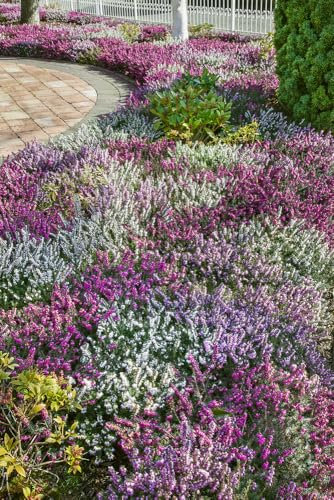 6 Scottish Heather Collection -Summer/Autumn - Mixed Pack - Evergreen Shrubs - Pot Plants