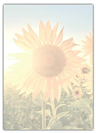 Motivpapier Briefpapier Sonnenblumen im Sonnenlicht (MPA-5199, DIN A4, 25 Blatt)
