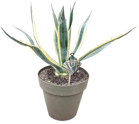 Agave Americana Variegata 50-60 cm – Pflegeleichte, winterharte Sukkulente für Garten & Terrasse