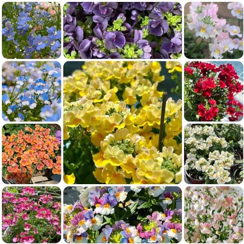 Elfenspiegel, stauden winterhart mehrjährig Nemesis, Nemesia strumosa, garten herbst deko blumensamen exotische 100Samen