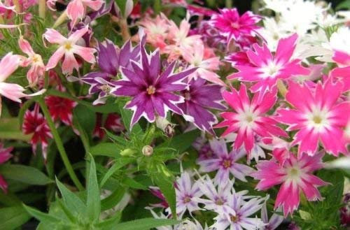 Graines Phlox Phlox Twinkles Mix 200 graines