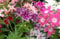 Graines Phlox Phlox Twinkles Mix 200 graines