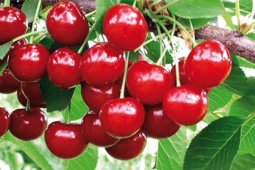 Sauerkirsche Achat schwachwachsend Busch im 7,5 l Topf, 30-50 cm Stammhöhe